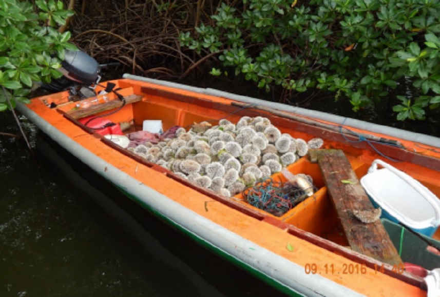 Flagrant délit de pêche illicite d’oursins blancs plusieurs plaisanciers étaient à bord d’une yole !