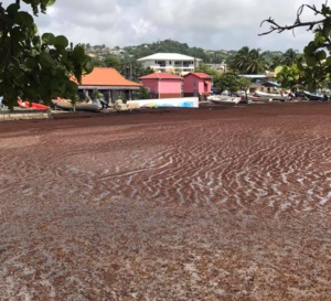 Le Robert - Martinique - 16 août 2019 - l’air est irrespirable ! ( Contribution lecteur ) 