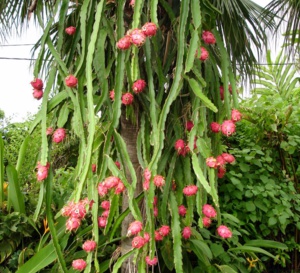 Martinique- Agriculture- Pitaya , la grande folie gustative du moment... C'est la saison 