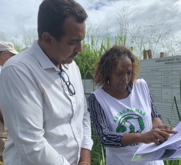 Terreville / Le Promoteur a outrepassé les autorisations accordées et défriché la forêt de Terreville